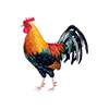 ไก่ชน